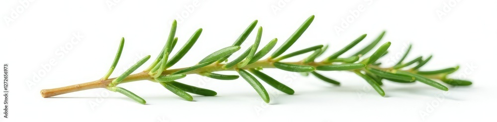 delicate branch of rosemary on white background, foliage, tree, floral delicate branch of rosemary on white background, foliage, tree, floral