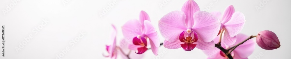 Delicate pink orchid blooms on a white background, garden, petals, delicate Delicate pink orchid blooms on a white background, garden, petals, delicate