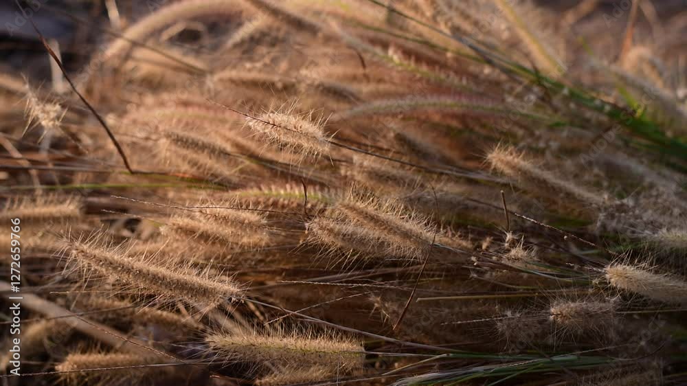 dried grass flowers on the ground, Dried grass flower field sky outdoors, Grass flowers fall on the ground in summer dried grass flowers on the ground, Dried grass flower field sky outdoors, Grass flowers fall on the ground in summer
