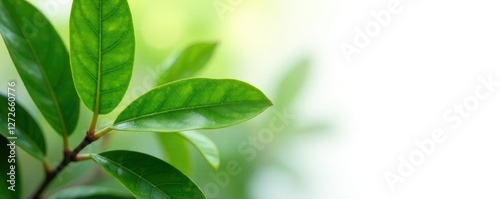 Detail of Gum Elemi Leaves and Stems on White Background, white background, tropical plants