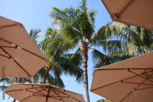 Fototapeta Naklejka Na Ścianę i Meble -  Under tropical patio umbrella sunny day palm trees, vacation