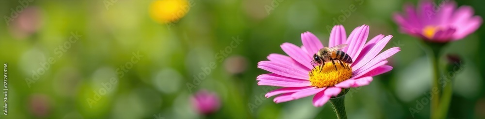 Globe daisy Globularia cordifolia L with a few bees, , summer Globe daisy Globularia cordifolia L with a few bees, , summer
