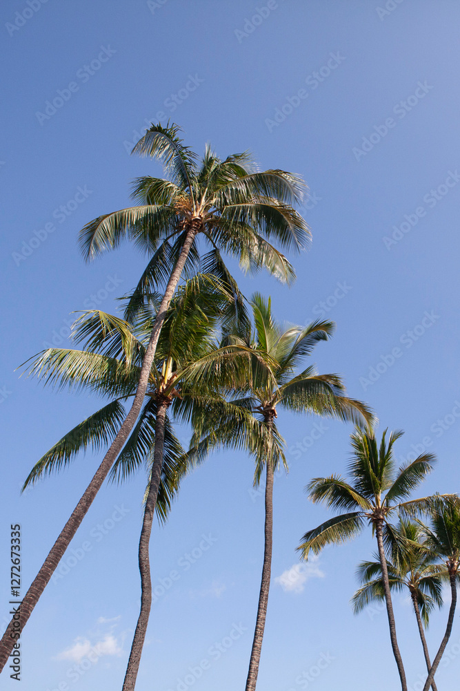 Hawaiian coconut palm trees background, vertical tall Hawaiian coconut palm trees background, vertical tall