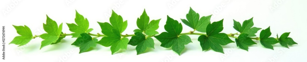 Fototapeta premium green ivy isolated against a soft white background, plant, white, nature