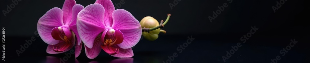 High-magnification shot of a flowering orchid on black glass, flowers, flower detail High-magnification shot of a flowering orchid on black glass, flowers, flower detail