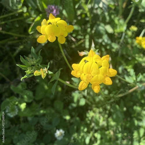 Bright yellow flowers. Bird's-foot trefoil. Eggs and bacon flower. Lotus corniculatus. Favored forage for livestock.