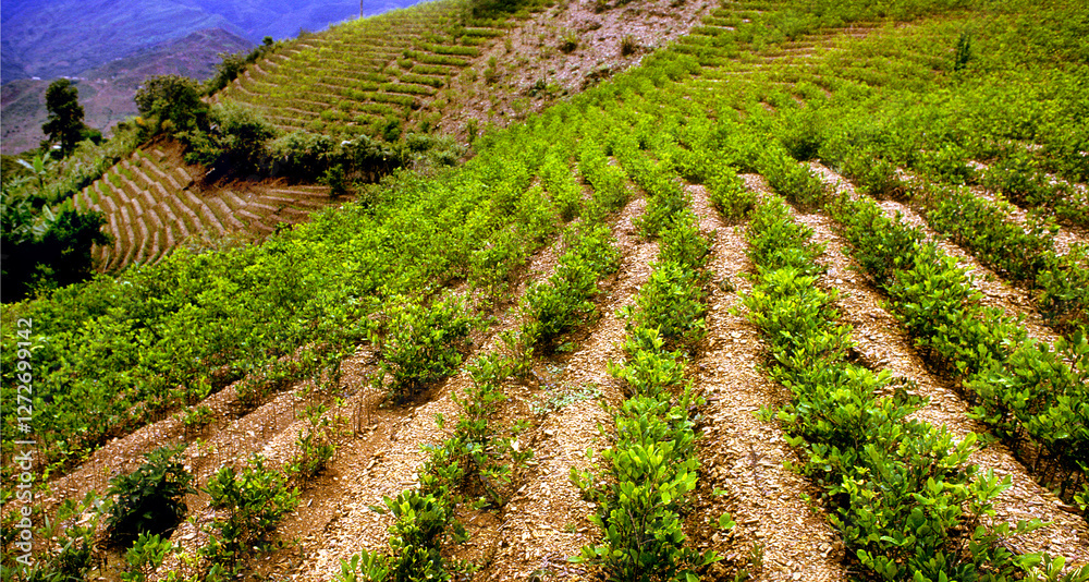 Plantações de coca. Bolivia. Plantações de coca. Bolivia.