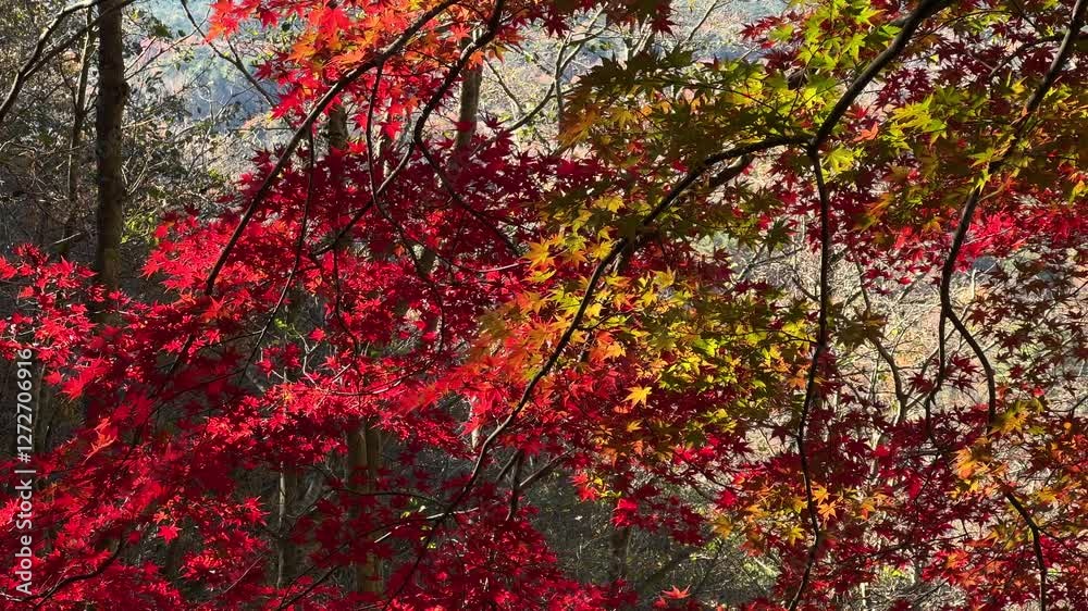 Beautiful autumn color silhouettes close up Beautiful autumn color silhouettes close up