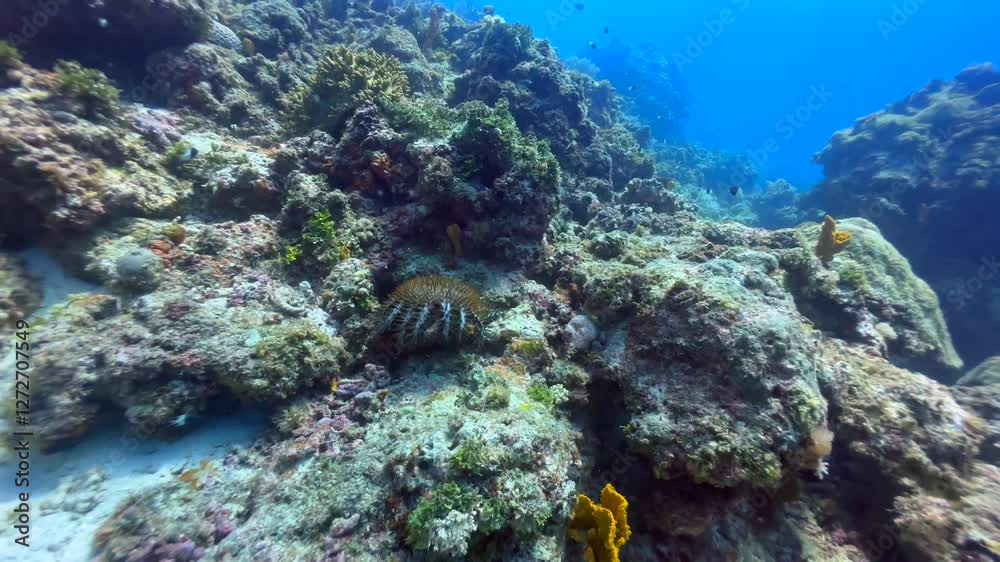 Crown-of-thorns starfish (Acanthaster planci) near Mnemba Island, Zanzibar, Tanzania.
