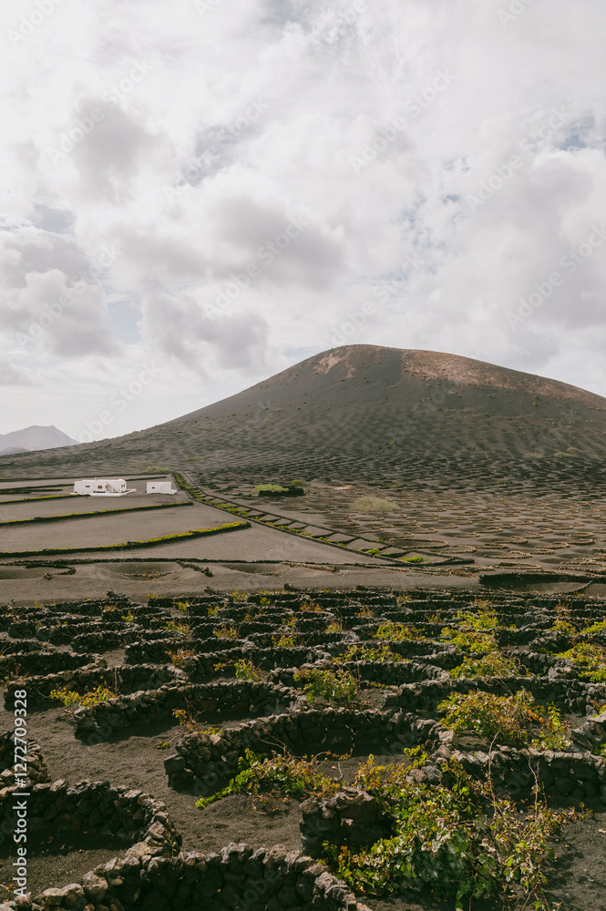 Volcanic landscape, La Geria, Lanzarote Island, Canary Islands, Spain, Europe. Wine growing area in the volcanic landscape with views of some volcanoes