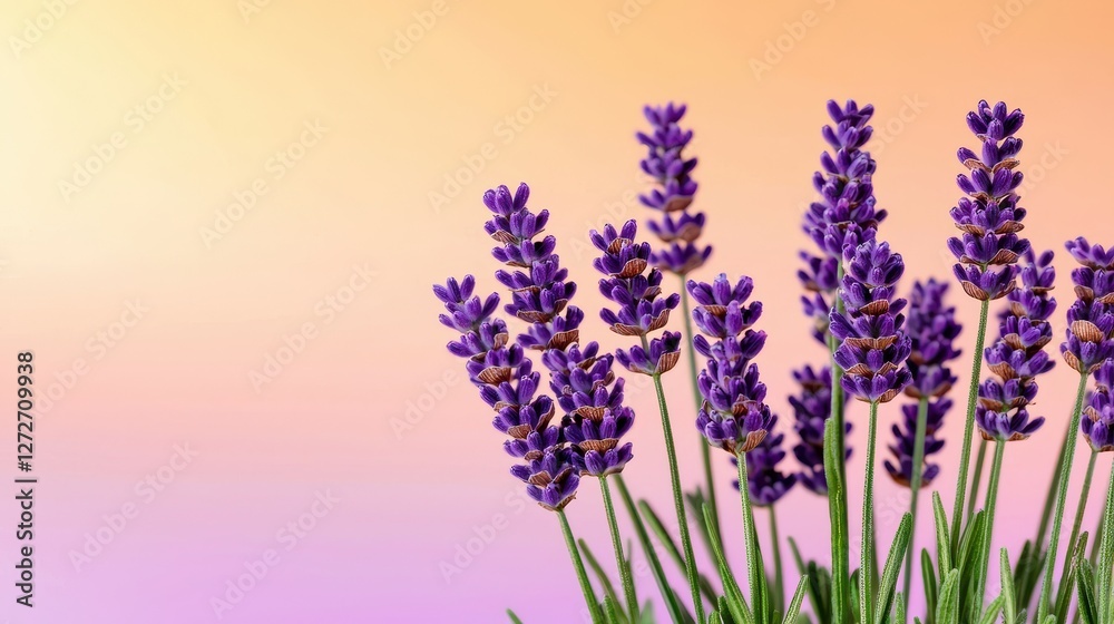 Naklejka premium lavender flowers in the sun