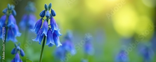 Spring aconitum flowers swaying in the breeze, flowers, blue photo