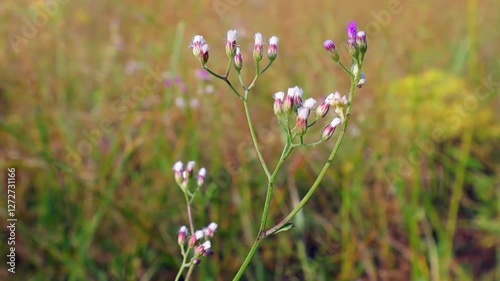 Wild Cyanthillium flowers blooming on natural meadow background. photo