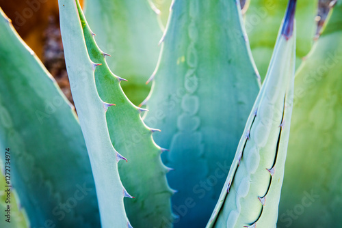 Close-Up of Aloe Vera Plant with Sharp Spines and Vibrant Green Leaves in Sunlight