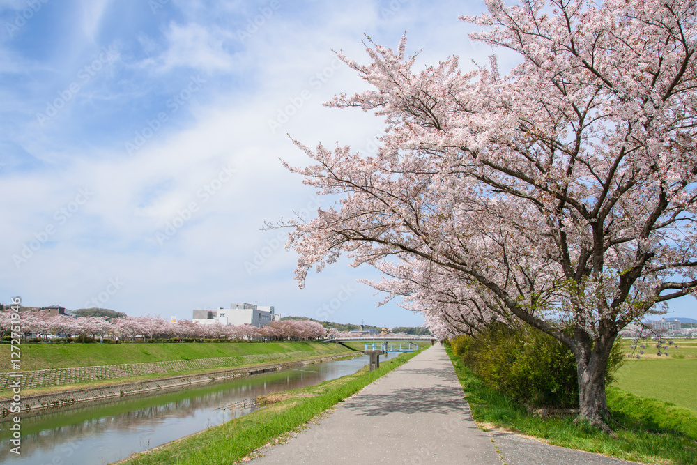 Obraz premium 満開の桜づつみ回廊