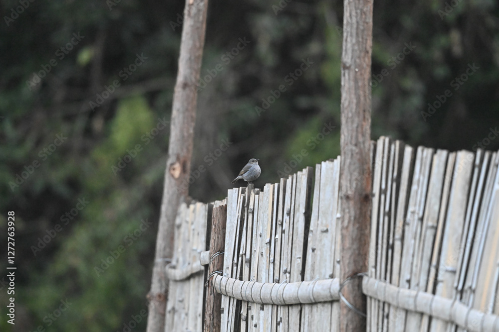 Fototapeta premium sparrow on fence