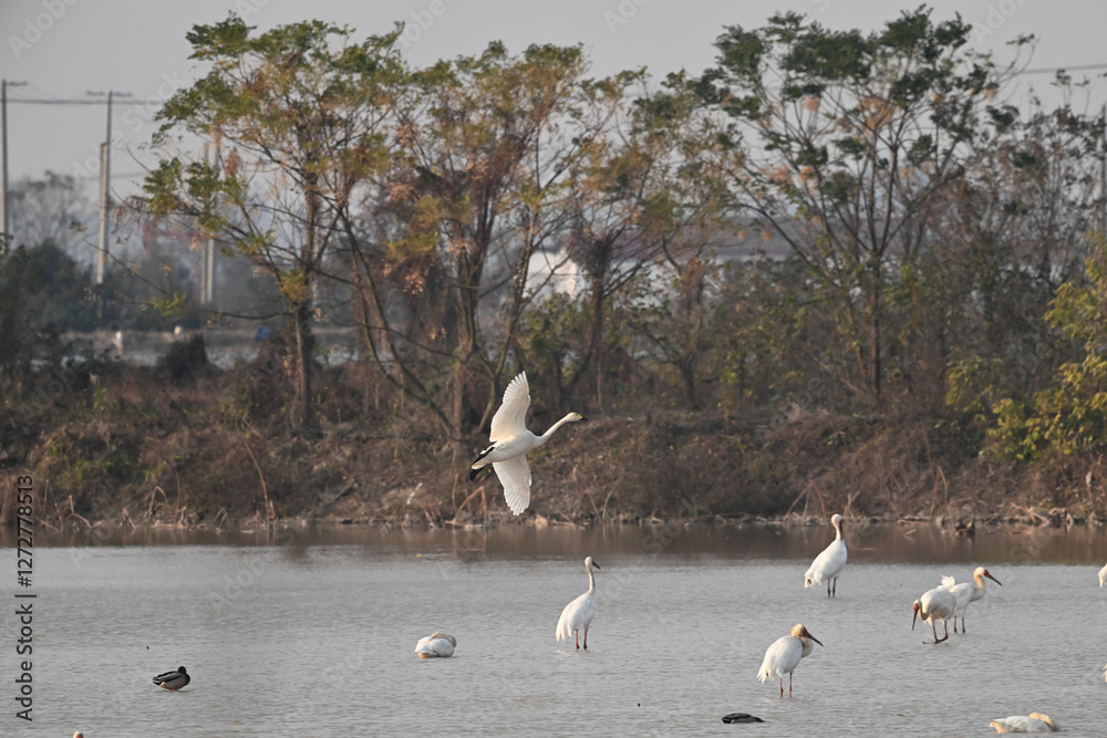 Obraz premium seagulls on the beach