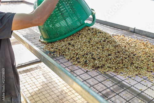 Obraz na płótnie Coffee beans drying in the sun. Coffee plantations at coffee farm w salonie
