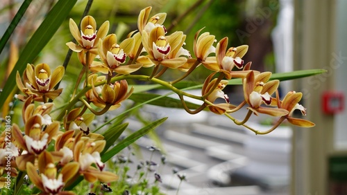 Closeup of orchids orange and yellow
