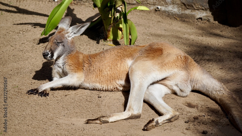 Closeup of an Australian Kangaroo sitting down Closeup of an Australian Kangaroo sitting down