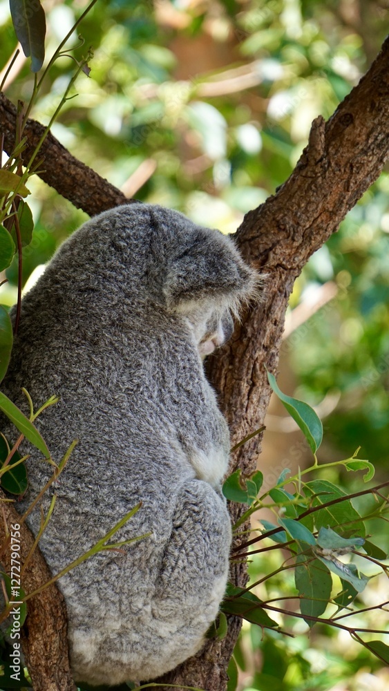 Obraz premium Closeup of a sleeping panda on the tree branch