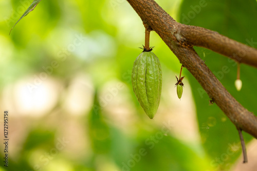 Obraz na płótnie cocoa tree with fruits. Yellow and green Cocoa pods grow on the tree w salonie