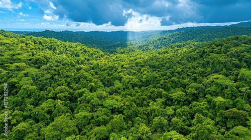 A beautiful view of a lush green forest canopy