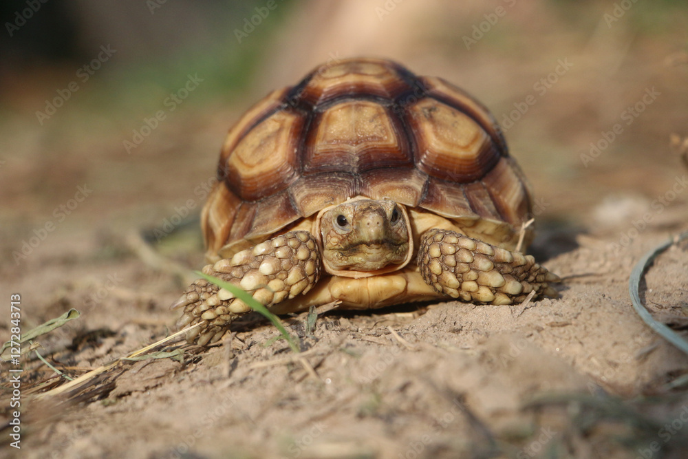 Obraz premium African Sulcata Tortoise Natural Habitat,Close up African spurred tortoise resting,cute animal