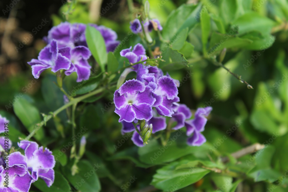 Purple and white flowers on a geisha girl (duranta) plant in a garden Purple and white flowers on a geisha girl (duranta) plant in a garden