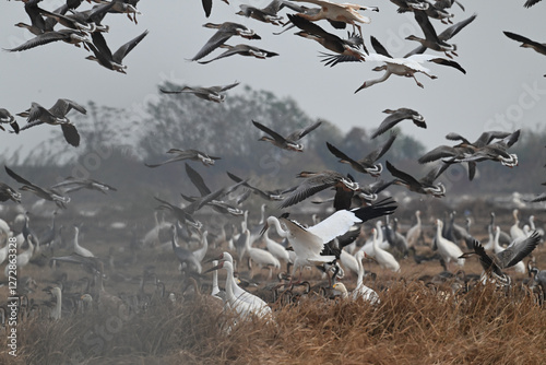 flock of seagulls on the beach