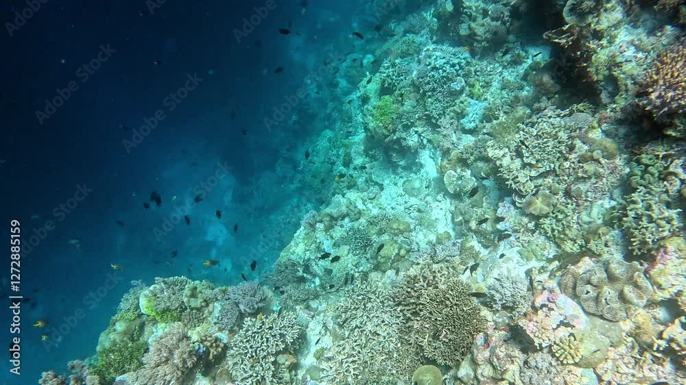 Blue-spotted ribbontail stingray swims to deeper water. Blue-spotted ribbontail stingray swims to deeper water.