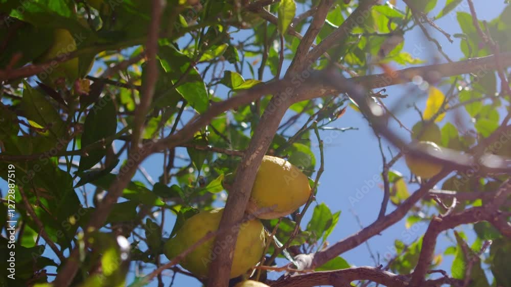 Vibrant lemon tree with ripe and unripe fruits, sunlight against bright blue sky