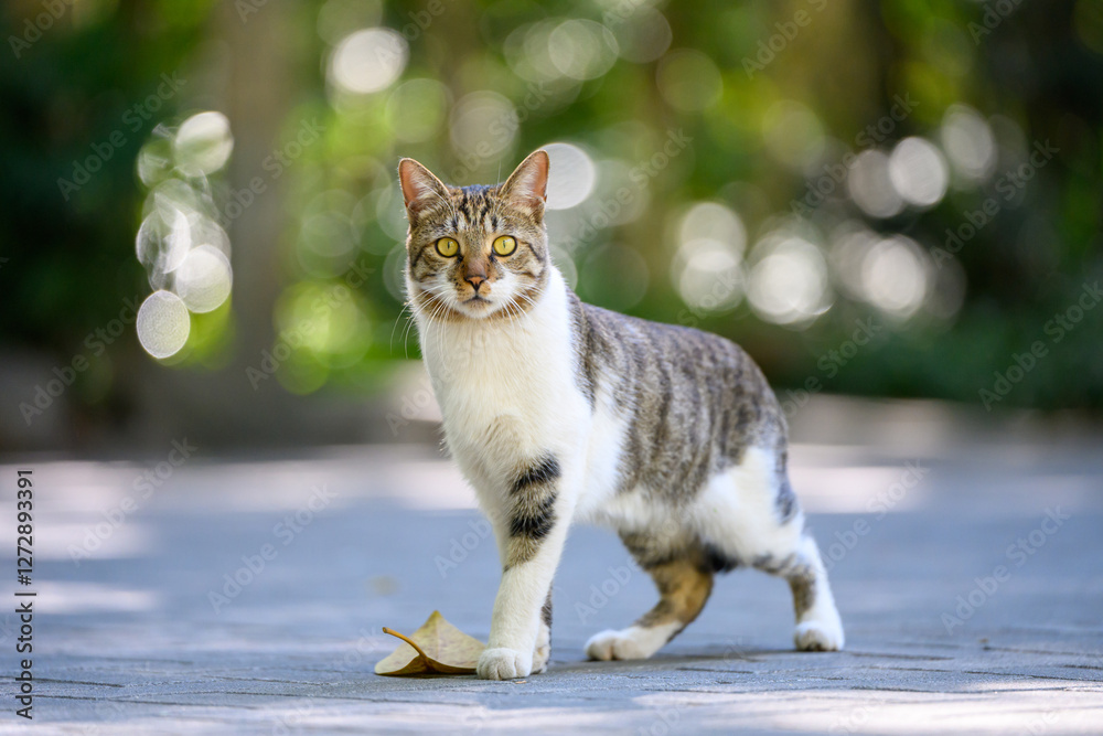 Naklejka premium The cat in the park