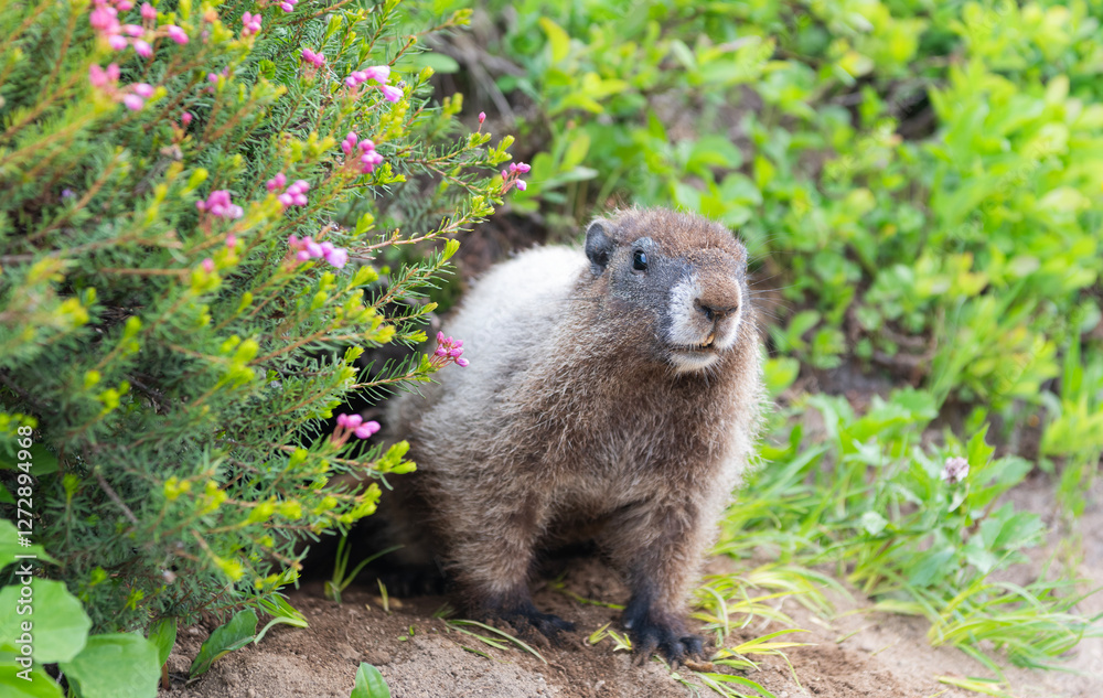 Naklejka premium Capybara outdoor. Wild animal in nature. Groundhog on the ground. Rodent animal woodchuck. Rodent marmot animal. Wildlife nature. Marmot capybara. Marmot wild groundhog. Woodchuck rodent