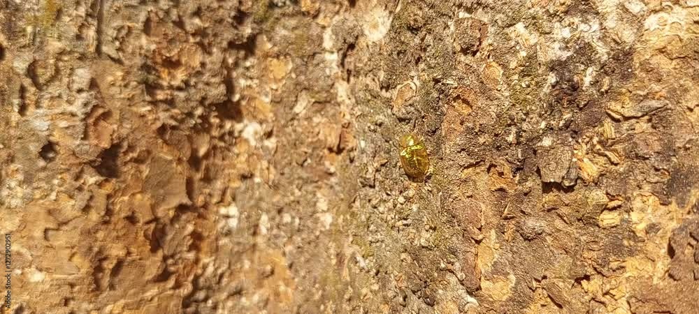 Unique little insect is on a tree trunk in a tropical forest. video taken in Passo, Ambon island, mollucas province, east Indonesia in February 18,2025. Unique little insect is on a tree trunk in a tropical forest. video taken in Passo, Ambon island, mollucas province, east Indonesia in February 18,2025.