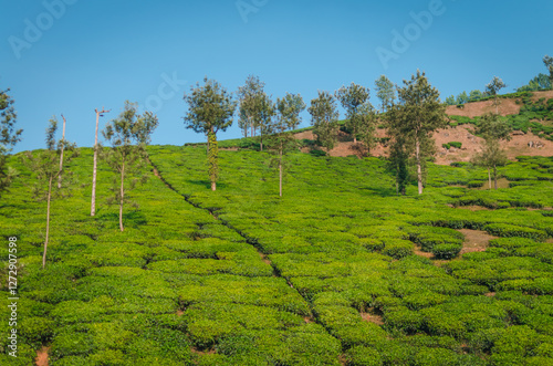 Tea Estate in Samse, Kalasa. Kalasa is a small town in Chikmangalur, surrounded by mountains and Tea plantations. photo