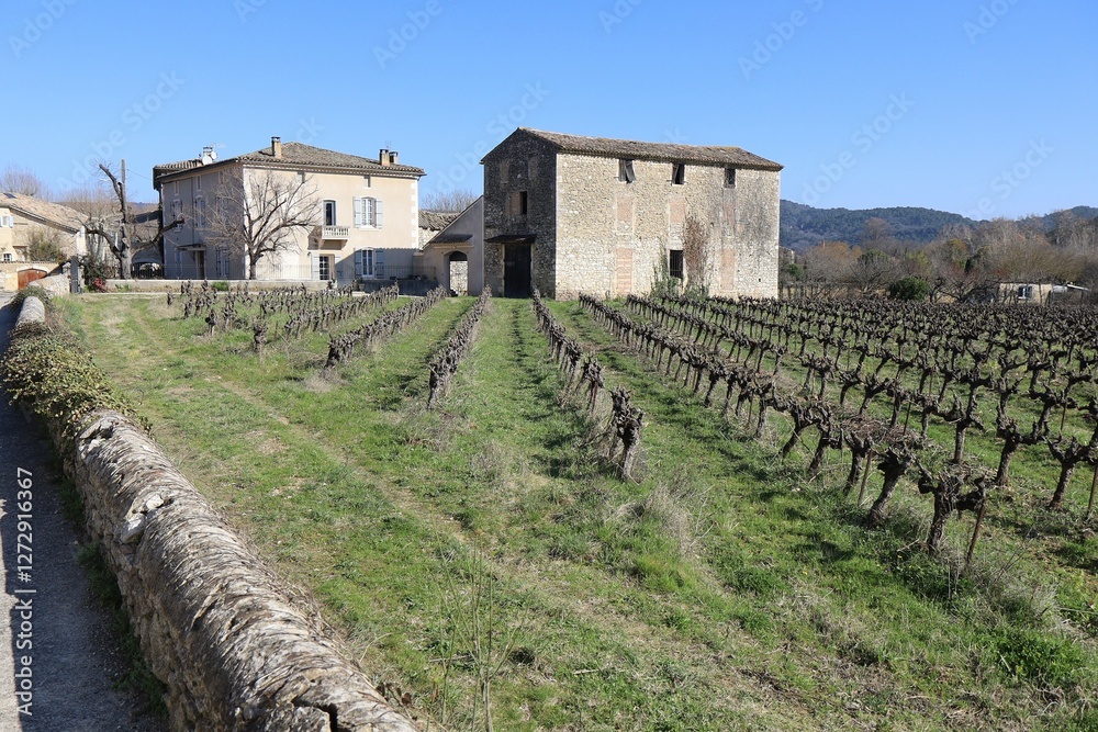 Vignes en hiver autour du village, village de Goudargues, département du Gard, France