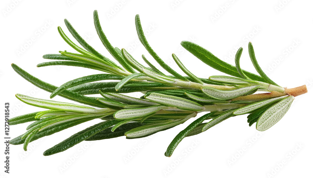 Fototapeta premium Rosemary Sprig, isolated on white background, full depth of field
