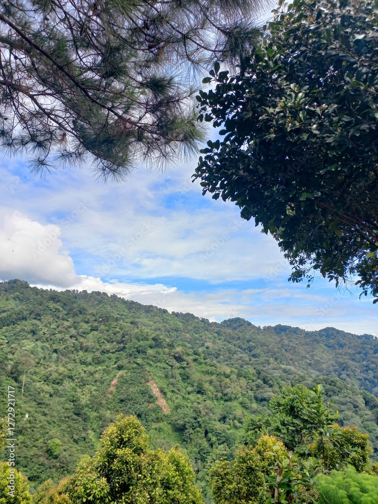 Fototapeta premium trees in the mountains