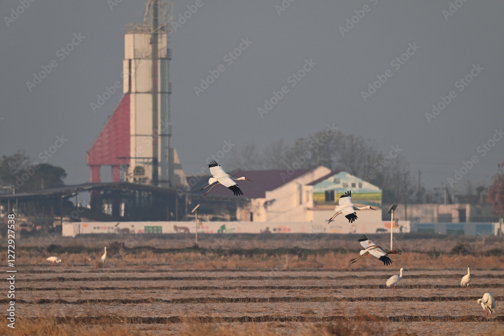 Fototapeta premium dutch windmill in the netherlands