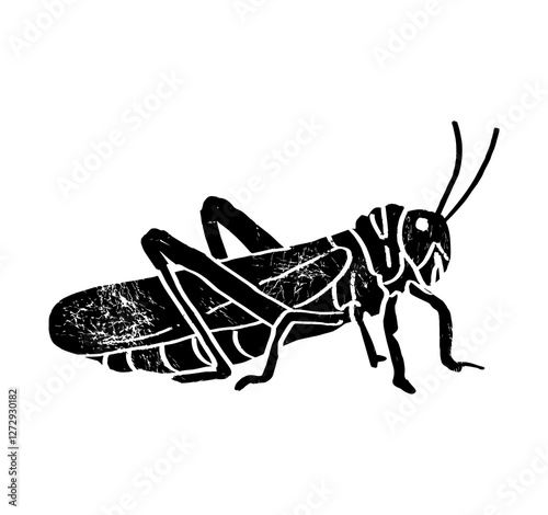 Moroccan locust (Dociostaurus maroccanus), Desert locust (Schistocerca gregaria), Migratory locust (Locusta migratoria) sitting side view, gravure style ink drawing illustration textured