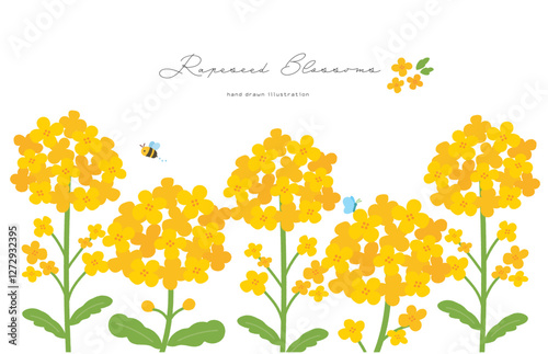 菜の花の手描きイラスト