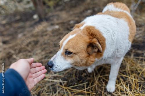 A person is feeding a dog some food photo