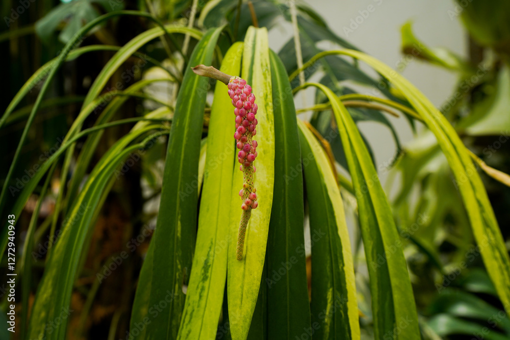 Fototapeta premium close up Anthurium vittariifolium variegated leaves, rippen fruits