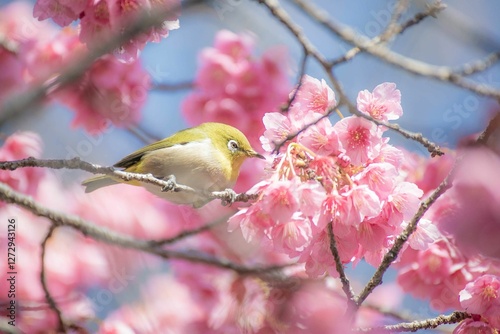 めじろ