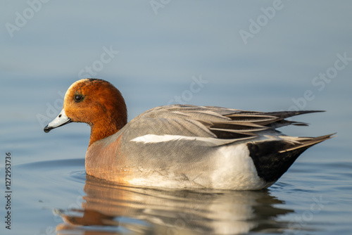 Portrait of a male Eurasian wigeon.