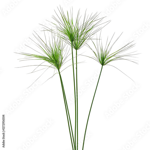 Papyrus branches isolated on transparent background