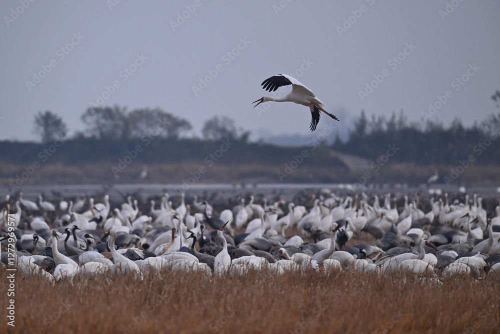 Obraz premium seagulls in flight