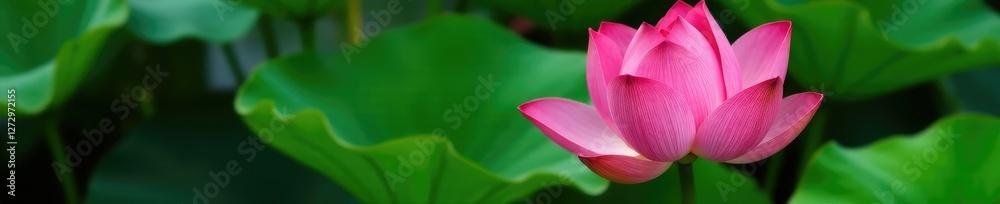Pink lotus flower in a vase with green leaves surrounding, flowers, flowers, botanical