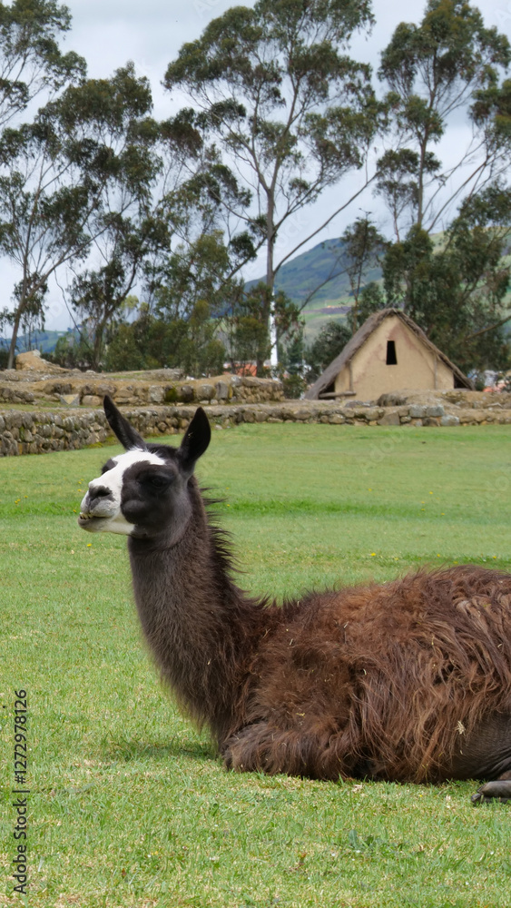 Fototapeta premium Vertical image of Brown baby llama laying down on green grass with traditioin Peruvian buildings in the background